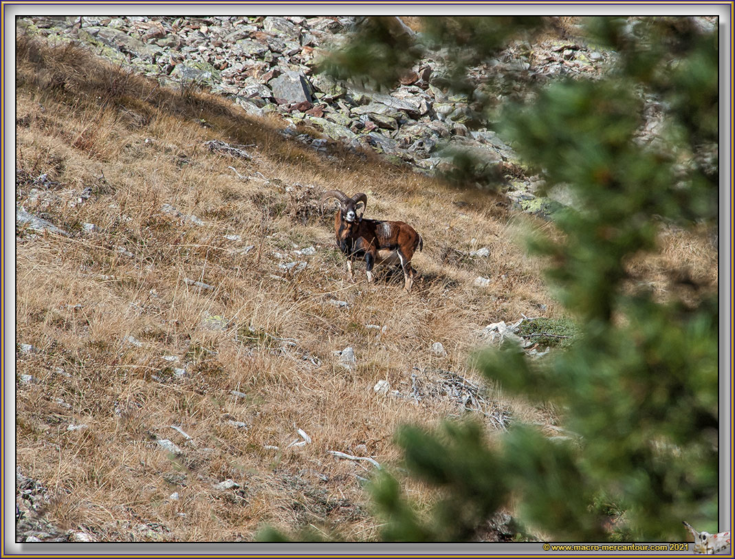 MOUFLONS